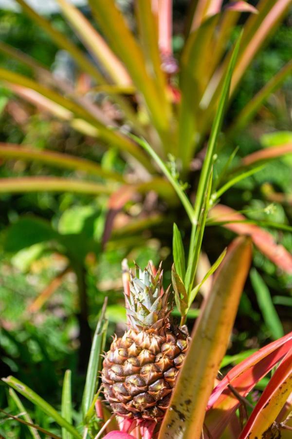 Hotel Jungle Drake Drakes Bay Exterior foto